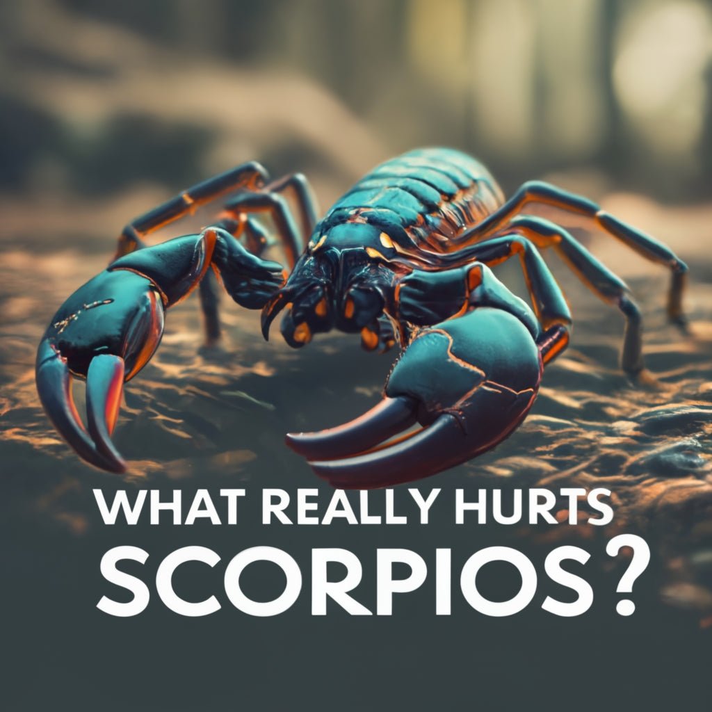 What Really Hurts Scorpios? Scorpio's Vulnerabilities: Behind The Stin 